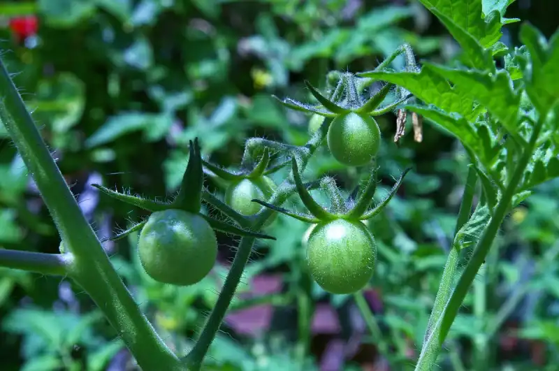 tomates creciendo