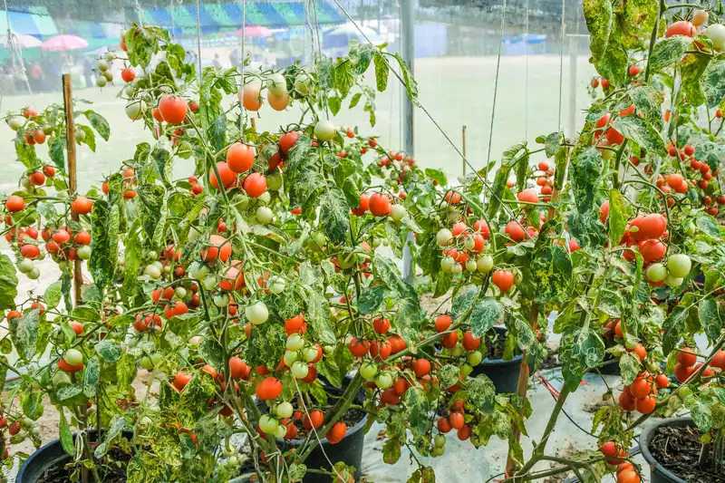 cultivo tomates