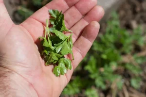 como sembrar cilantro